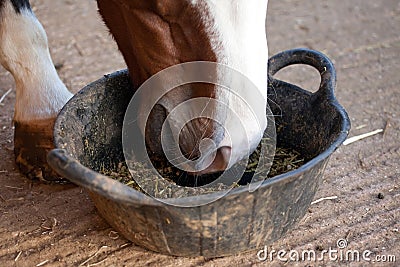 Horse eating feed from a bucket Stock Photo