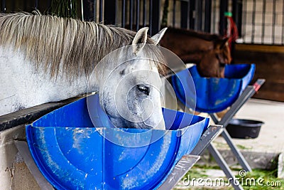 Horse eating feed out of a rubber pan Stock Photo