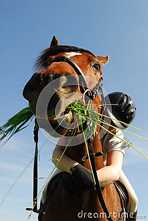 Horse eating grass Stock Photo