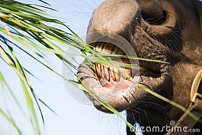 A horse eating grass Stock Photo