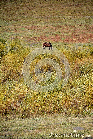 Horse eating grass in autumn prairie Stock Photo