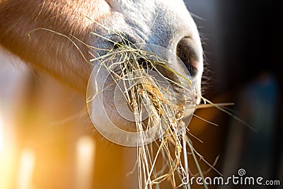 Horse eating grass Stock Photo