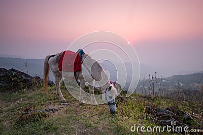 Horse eating grass on Pha tang hill with beautiful twilight sky Stock Photo