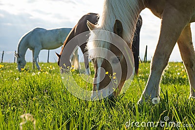 Horse eating grass in a yard of a farm, beautiful colors at sunset south Stock Photo