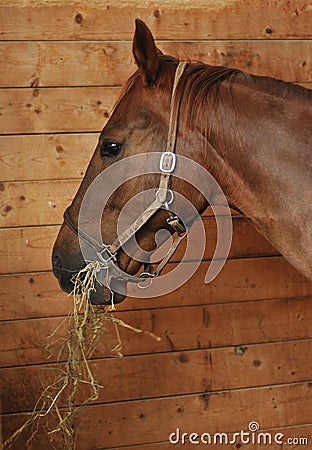 Horse eating hay Stock Photo