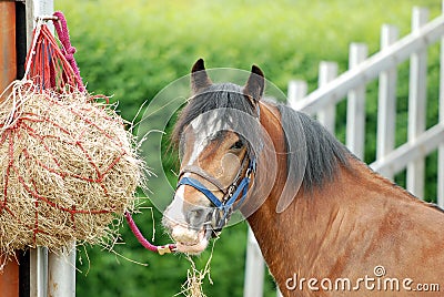 Horse eating hay Stock Photo