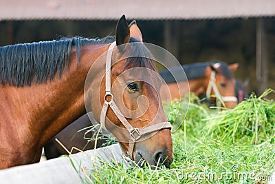 Horse eating hay Stock Photo