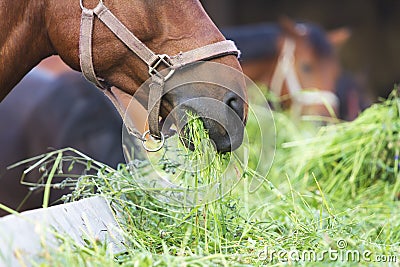 Horse eating hay Stock Photo