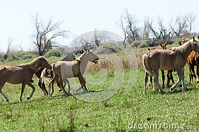 horse, equine, nag, hoss, hack, dobbin Stock Photo