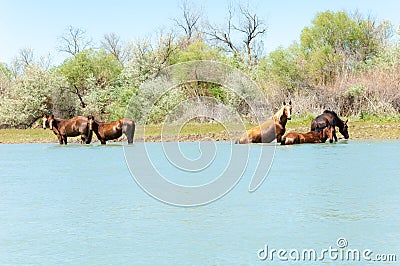 horse, equine, nag, hoss, hack, dobbin Stock Photo