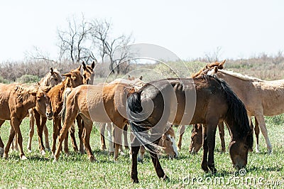 horse, equine, nag, hoss, hack, dobbin Stock Photo