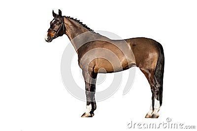 Horse exterior isolated Stock Photo