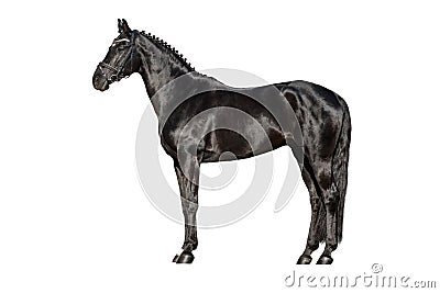 Horse exterior isolated Stock Photo