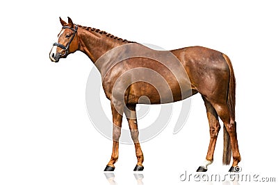 Horse exterior isolated Stock Photo