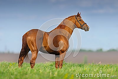 Horse exterior outdoor Stock Photo