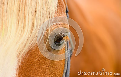 The horse eye, the close-up Stock Photo