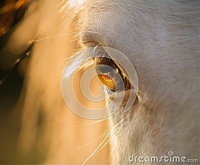 Horse eye close-up at sunset Stock Photo