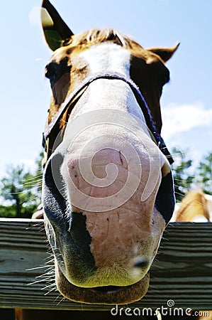 Horse Face Stock Photo