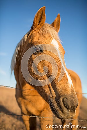 Horse face closeup Stock Photo