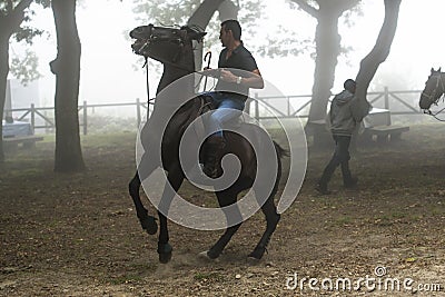 Horse fair Editorial Stock Photo