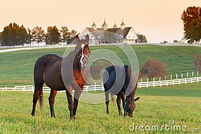 Horse Farm Stock Photo