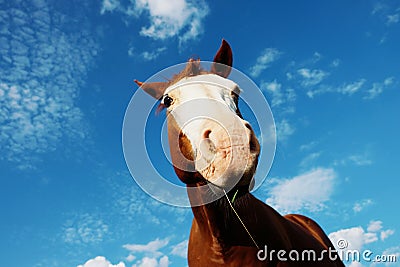 Funny horse face close up with blue sky background Stock Photo