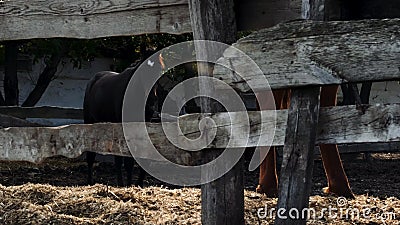 Horse Farm Breeding and Animal Husbandry. 4K Slow Motion Video of Country  Life Stock Video - Video of livestock, graze: 232168581