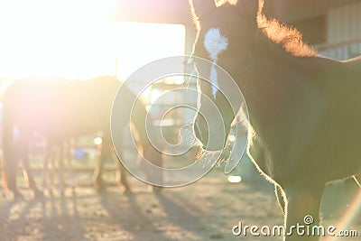 Horse farm at sunset Stock Photo