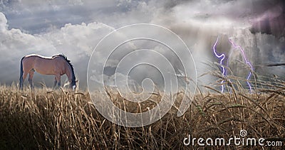 Horse feeds in field with thunder storm Stock Photo