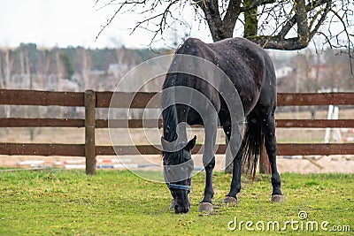 Horse female on the grass in spring Stock Photo