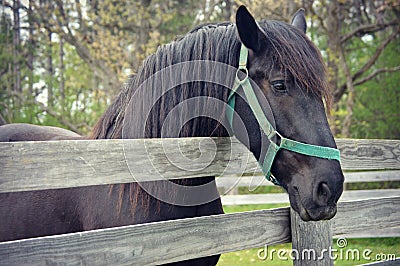 Horse Fence Stock Photo