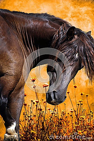 Horse in the fields Stock Photo