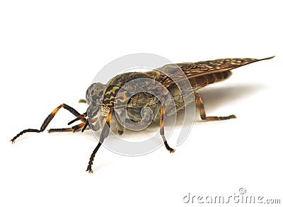 Horse fly Stock Photo