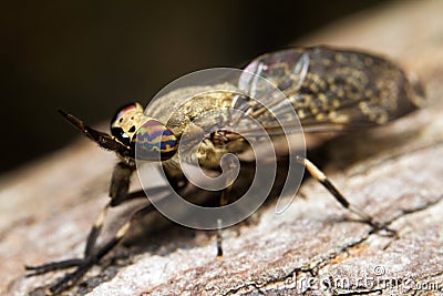 Horse Fly Stock Photo