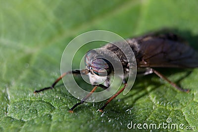 Horse Fly Insect Stock Photo