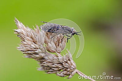 Horse fly Stock Photo