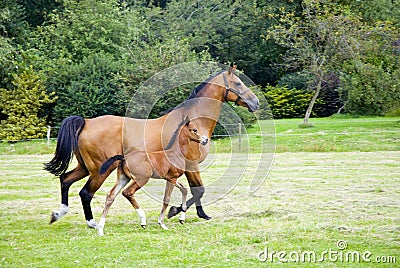 Horse with foal Stock Photo