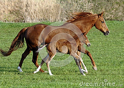 Horse with foal Stock Photo