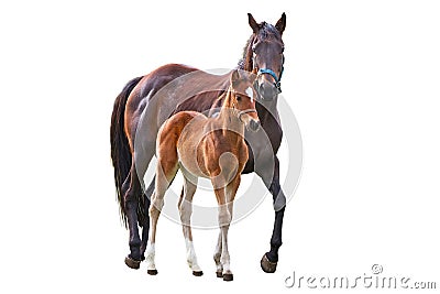 Horse with foal Stock Photo