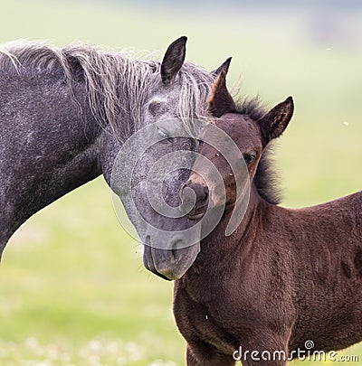 Horse and foal love and care Stock Photo