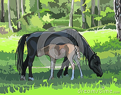 Horse with a foal on the meadow in the woods Vector Illustration