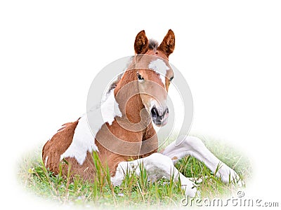 Horse foal resting in grass isolated on white Stock Photo
