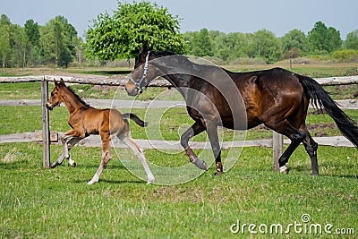 Horse foal walking in a meadow Stock Photo