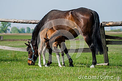 Horse foal walking in a meadow Stock Photo