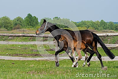 Horse foal walking in a meadow Stock Photo