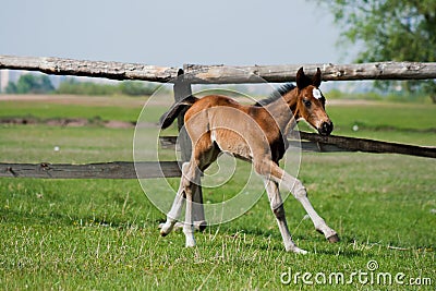 Horse foal walking in a meadow Stock Photo