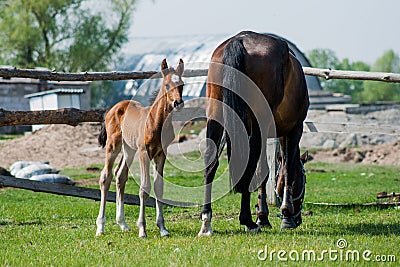 Horse foal walking in a meadow Stock Photo