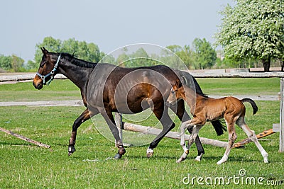 Horse foal walking in a meadow Stock Photo