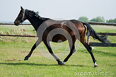 Horse foal walking in a meadow Stock Photo