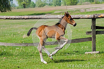 Horse foal walking in a meadow Stock Photo